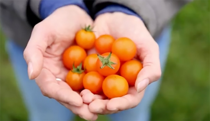 Organically Grown Tomatoes