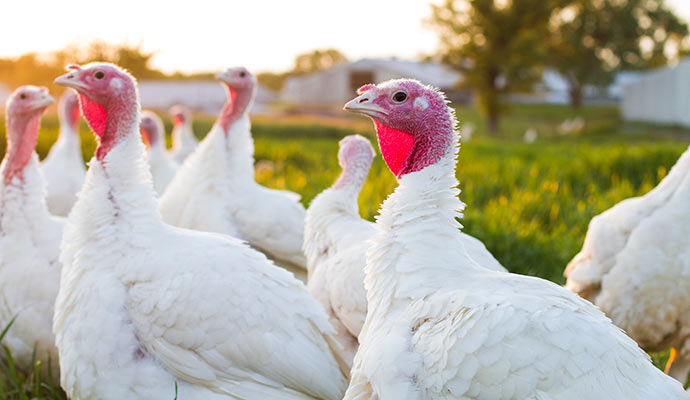 Free Range Ferndale Turkeys