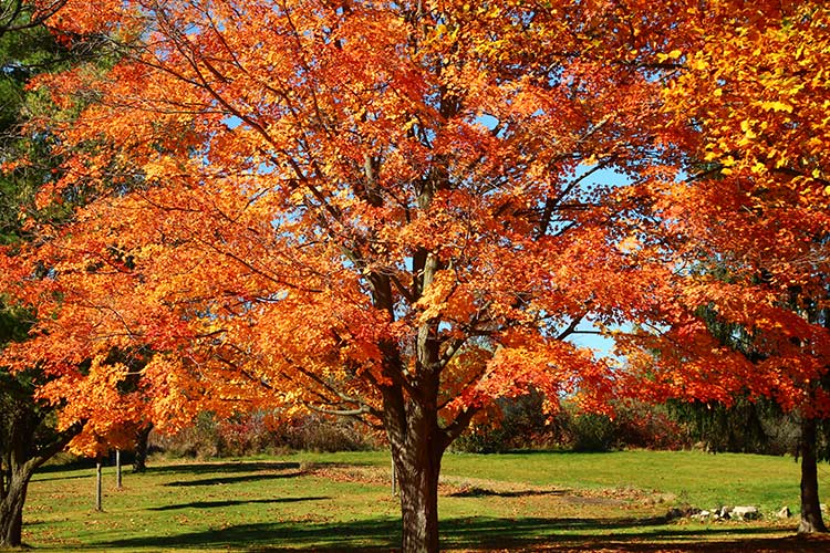 sugar-maple-tree.jpg