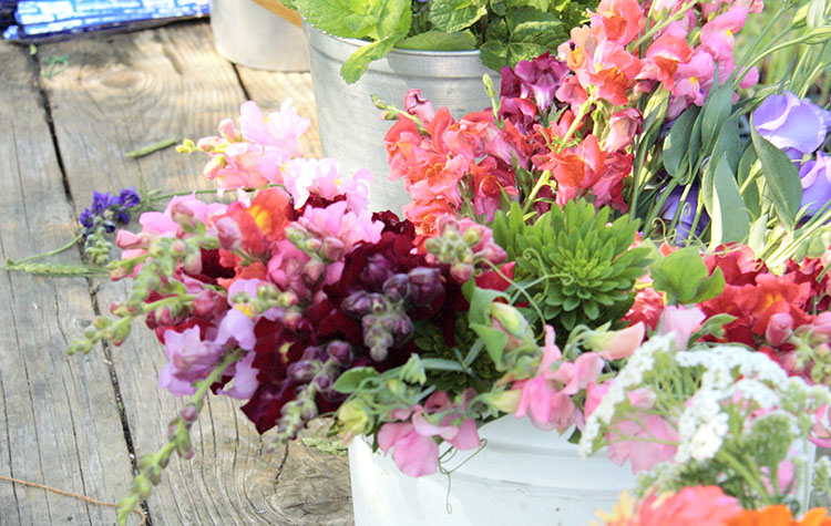friendly-farm-flowers.jpg