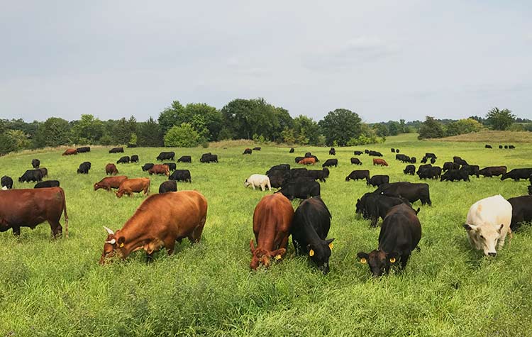 Thousand Hills Cattle