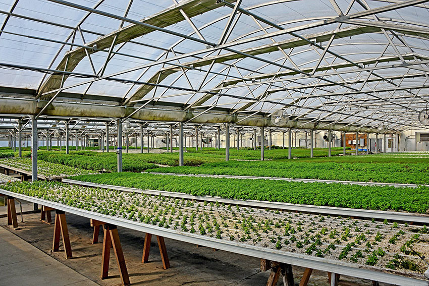 mariposa-greenhouse_2.jpg