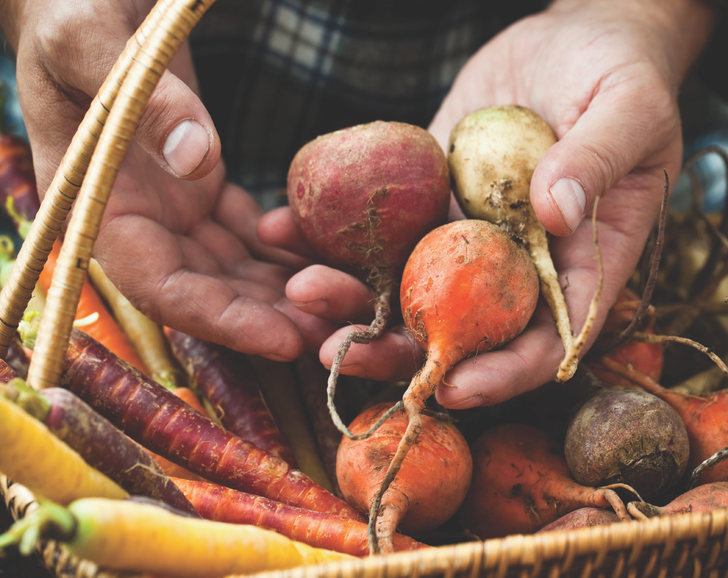 RootVegetables_FarmersHands.jpg