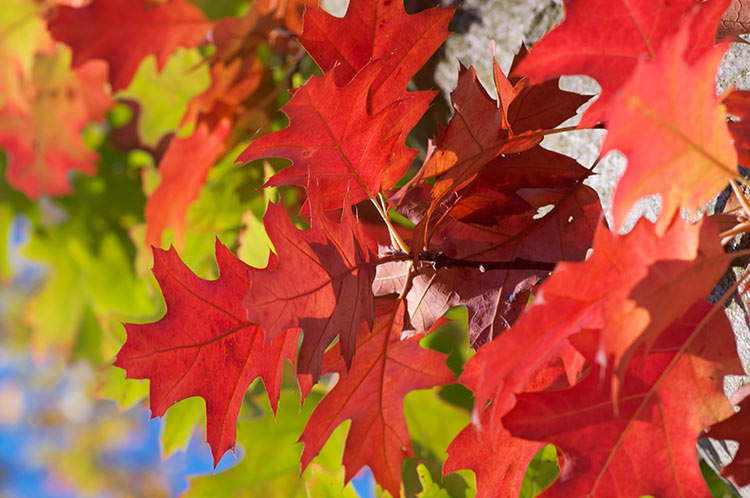 scarlet-oak-tree.jpg