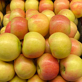 alkmene apples