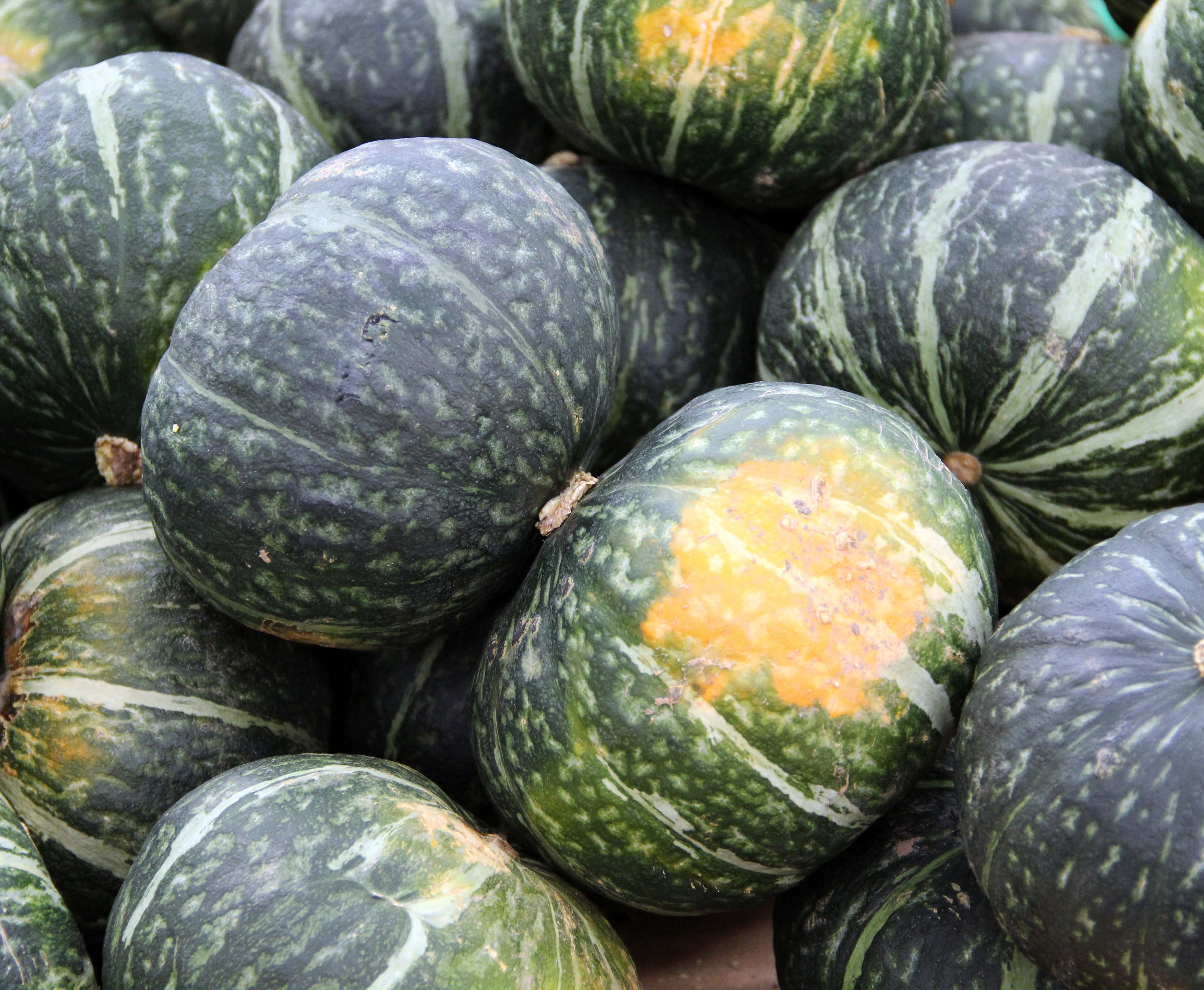 kabocha-squash_3.jpg