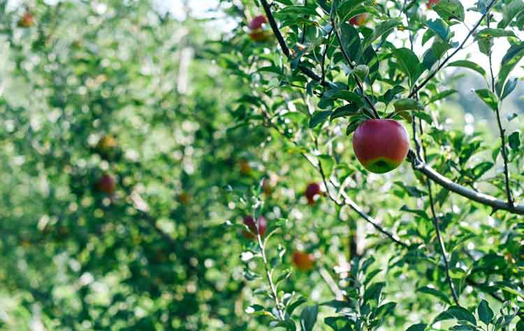 Wilson's Apples on a Tree