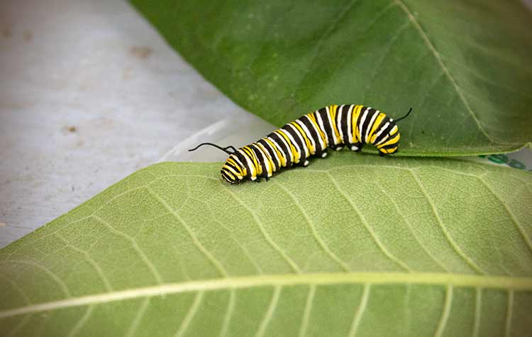 monarch-caterpillars_0021.jpg
