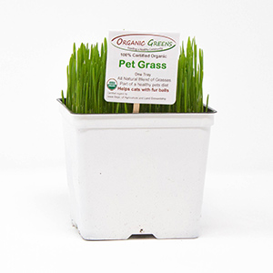 organic-greens_pet-grass_for-cats.jpg