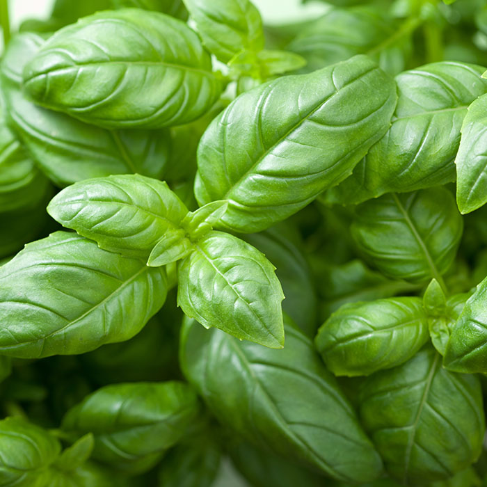 basil.jpg