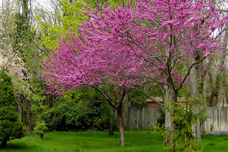 american-red-bud.jpg