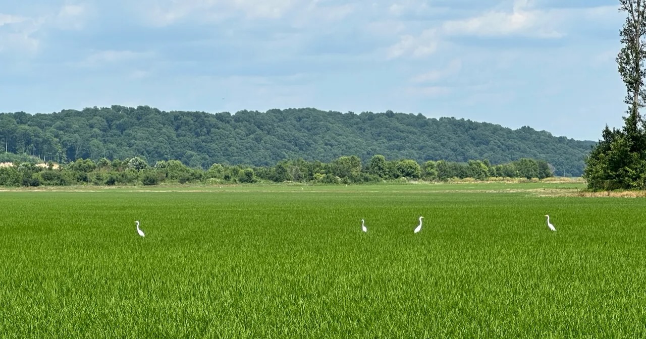 Cahokia_rice_wetlands.jpeg