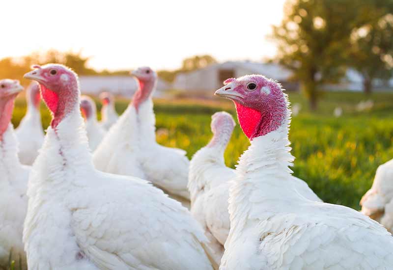Free range chickens in the field