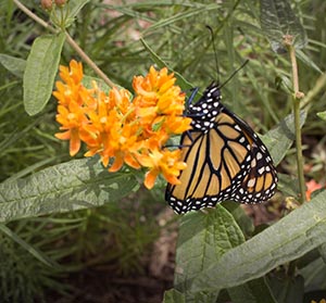 indian-creek-butterflies.jpg