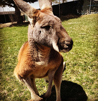 Hansen's Dairy pet wallaby