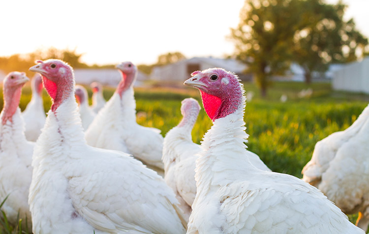 ferndale-free-range-turkeys.jpg