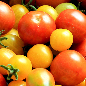 cherry-tomatoes.jpg