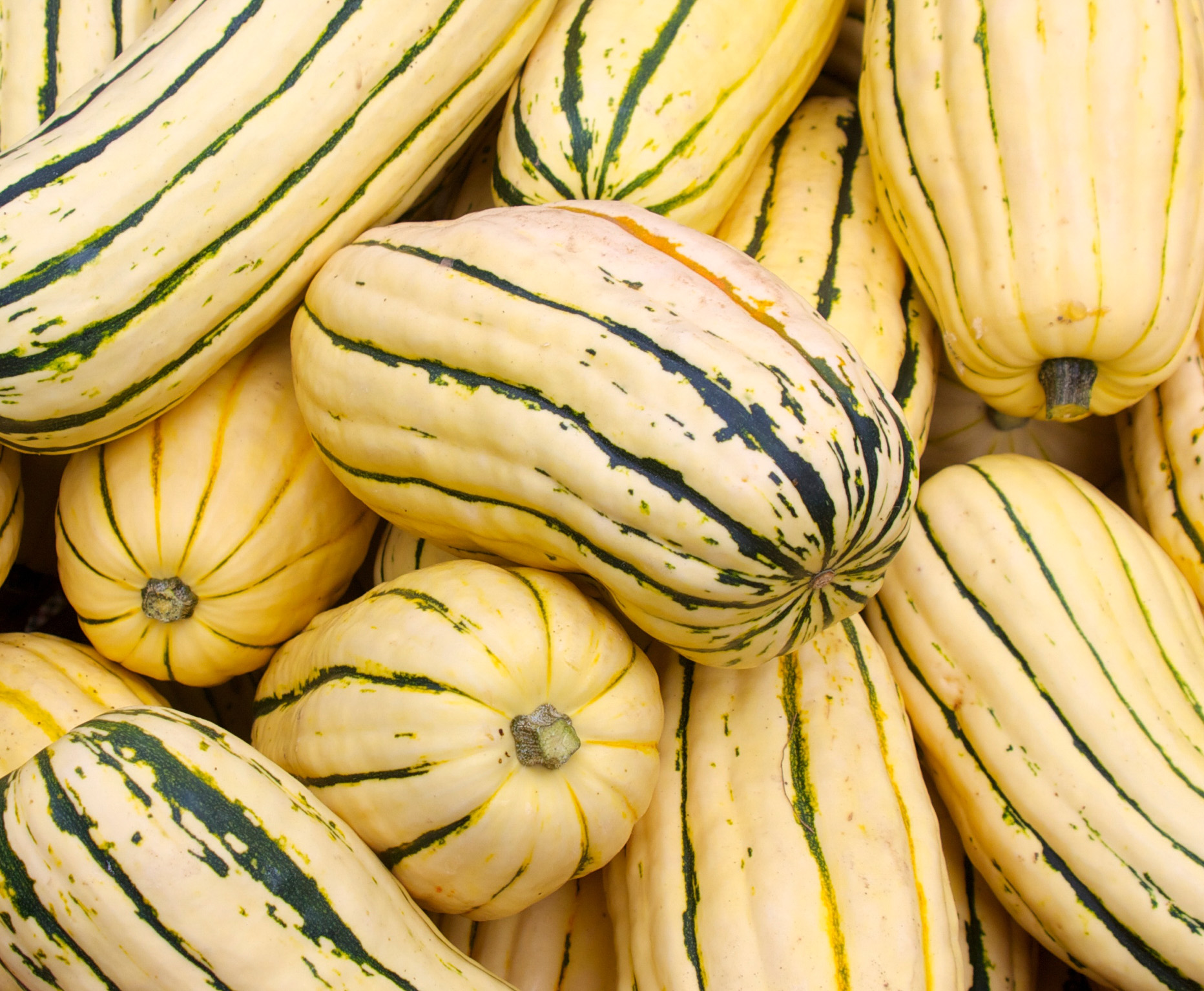 delicata-squash.jpg