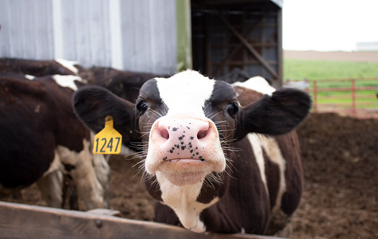 Echo Dell Calves