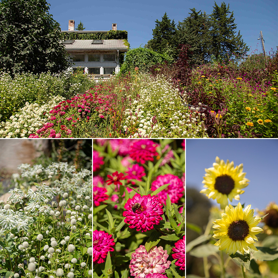 friendly-farm-flowers.jpg