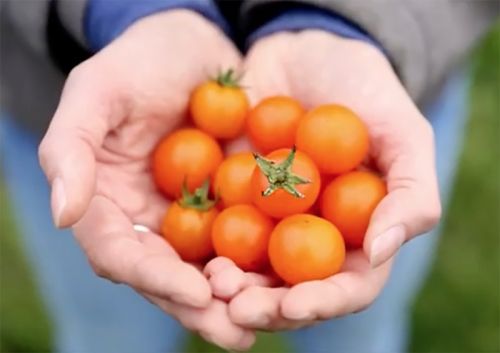 Organic Produce at the Coop